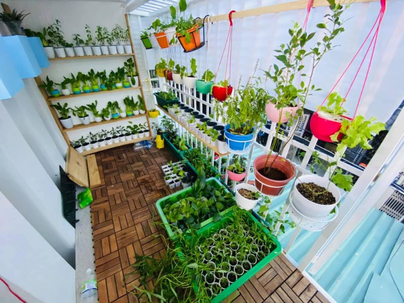 Thiết kế chậu nhỏ trồng rau ở ban công chung cư